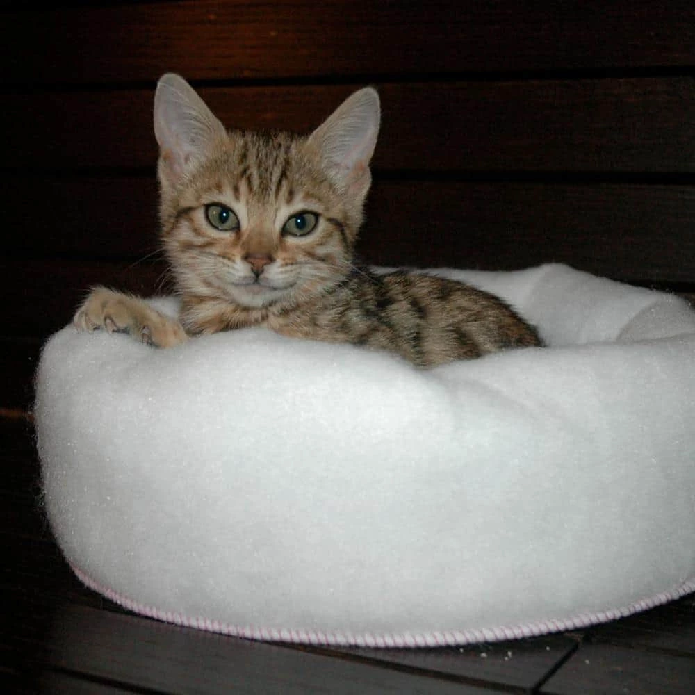 Mysterious Kitty Kup Medium White Bed by Carolina Pet Company - Image 6